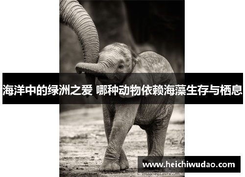海洋中的绿洲之爱 哪种动物依赖海藻生存与栖息